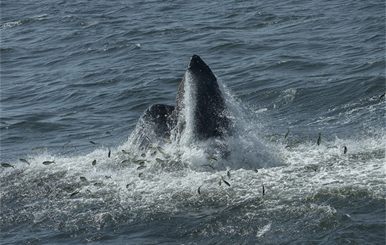 4_©Julie Larsen Maher 4748 Humpback Whale Feeding NY Bight 08 27 15 (small)